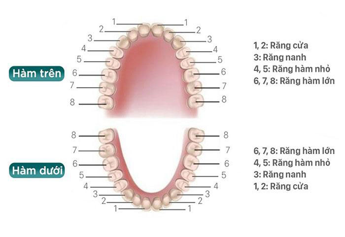 Mỗi nhóm răng đều có những chức năng khác nhau