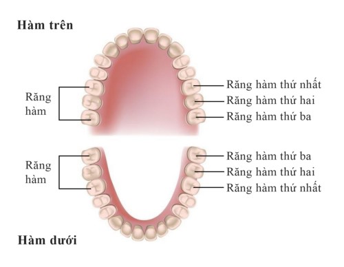 Nhổ Răng Hàm Dưới: Quy Trình, Biến Chứng và Cách Chăm Sóc Hiệu Quả