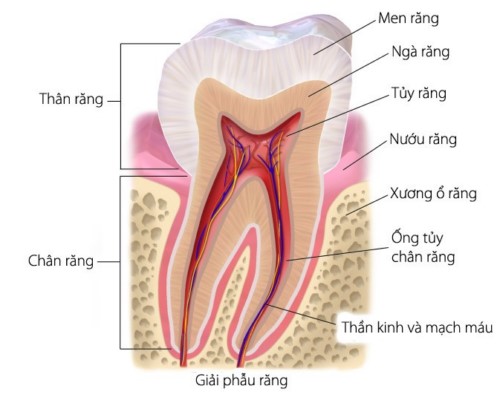 cấu tạo của răng