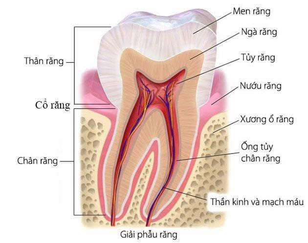 hàm răng có bao nhiêu cái