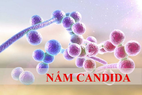 Nấm Candida albicans là một trong những tác nhân gây bệnh chốc mép
