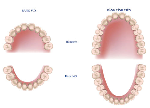 Sự khác biệt giữa răng sữa và răng vĩnh viễn