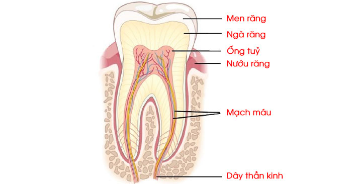 Cấu trúc giải phẫu của răng