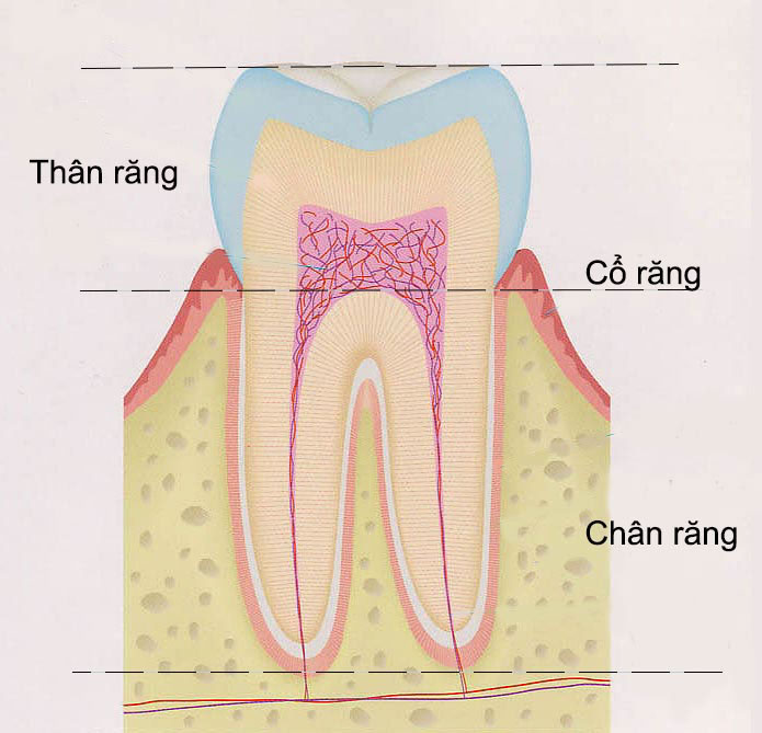 Mỗi chiếc răng sẽ có 3 thành phần