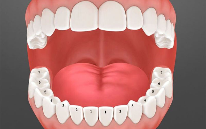 Răng số 6 còn gọi là răng cối thứ nhất nằm giữa răng 5 và răng 7
