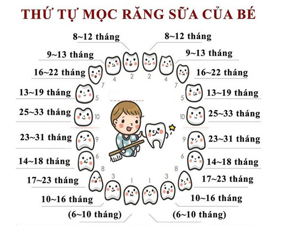Thứ tự mọc răng của bé