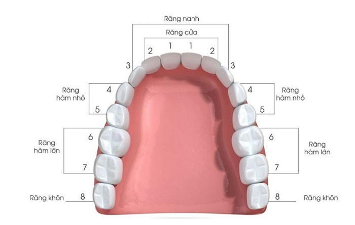 Răng số 4, số 5 hoặc răng số 8 là vị trí những chiếc răng cần nhổ khi niềng