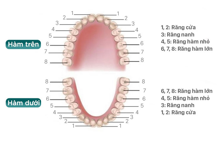Sơ đồ vị trí của các răng