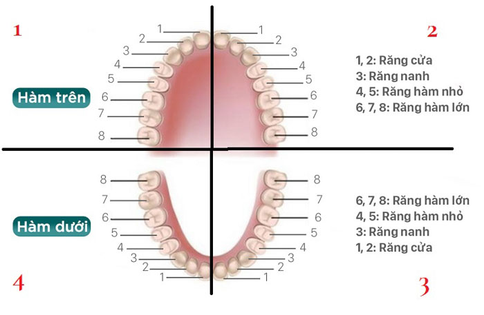 Vị trí các răng trên cung hàm
