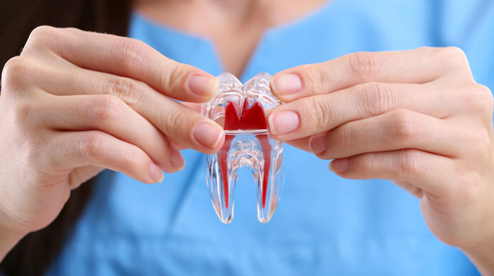 Số lượng ống tủy ở mỗi răng khác nhau